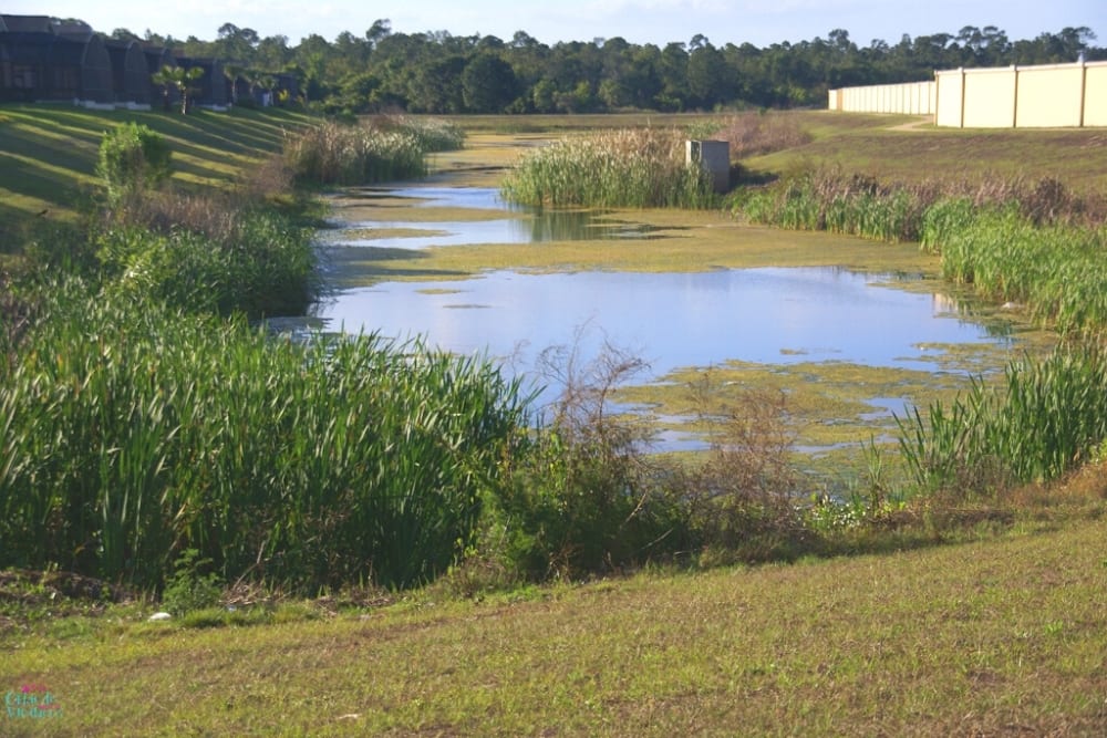 Indian Creek Kissimmee fishing lake